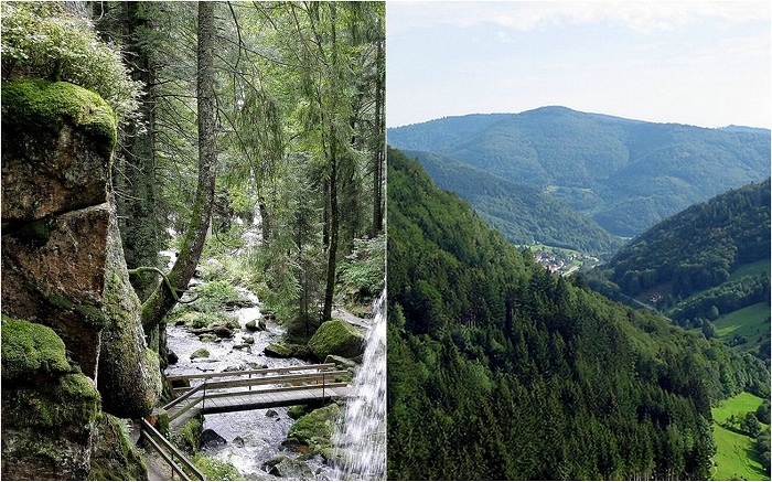 22 красивых леса, которые хранят свою вековую историю