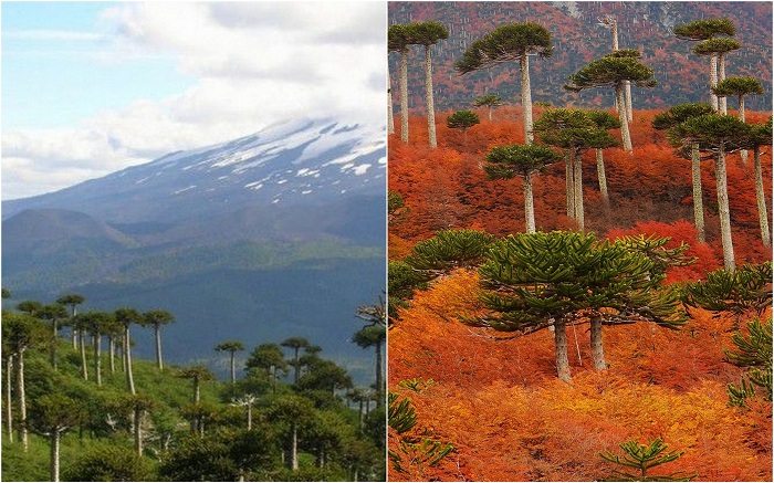 22 красивых леса, которые хранят свою вековую историю