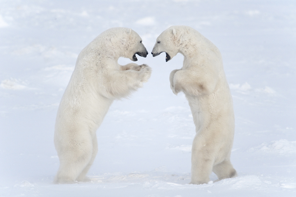 Фотографии с полярными медведями: 117 часов ожиданий в 50-градусный мороз