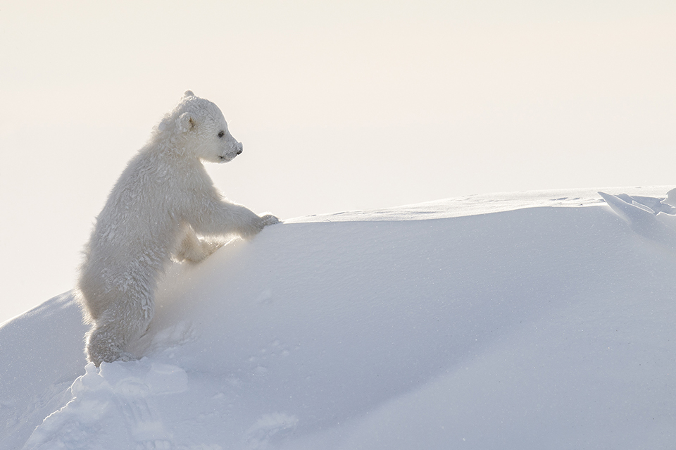 Фотографии с полярными медведями: 117 часов ожиданий в 50-градусный мороз