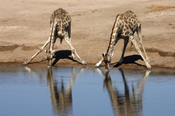 Как пьют жирафы