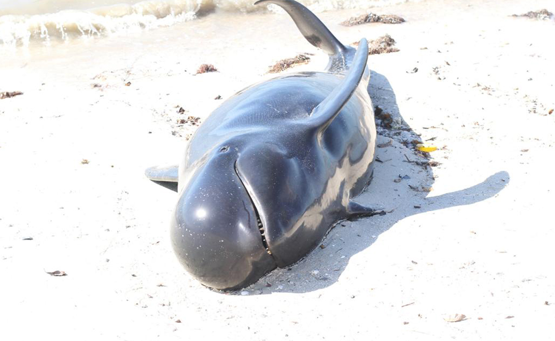 Почему киты и дельфины выбрасываются на берег