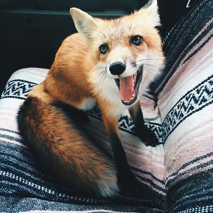 Счастливая лиса Джунипер покоряет Instagram