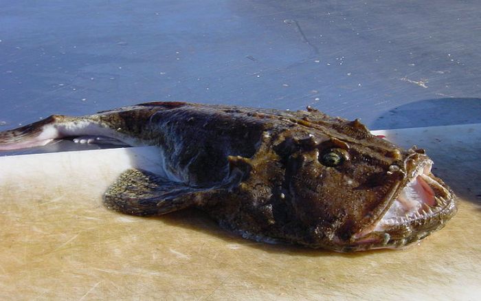 9 самых опасных рыб в мире