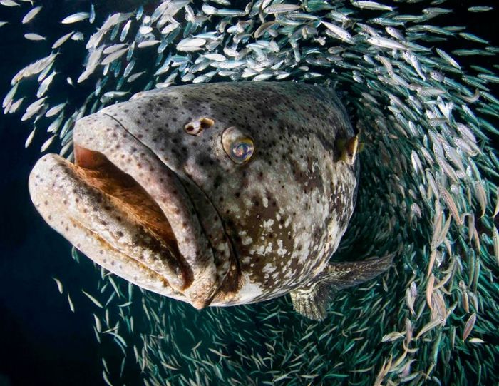9 самых опасных рыб в мире