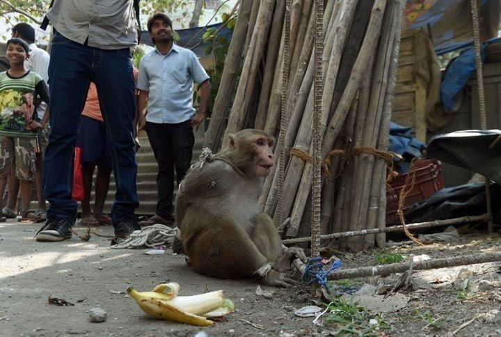 Наказание обезьяны-преступницы в Индии