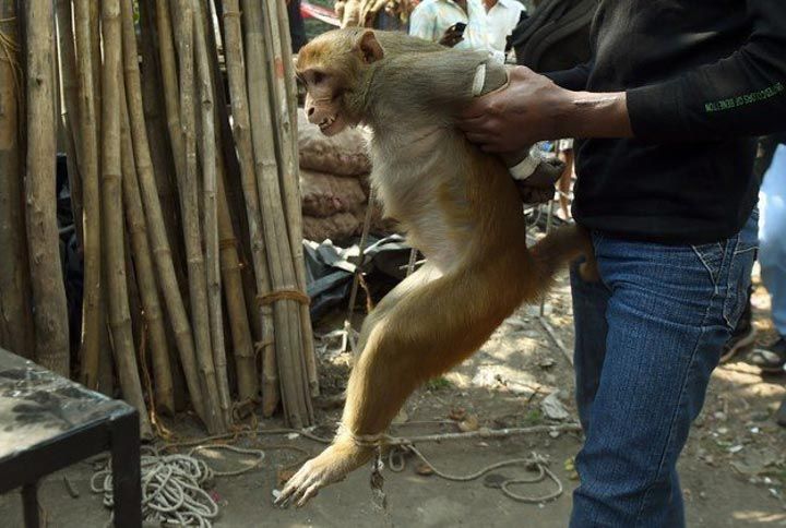 Наказание обезьяны-преступницы в Индии