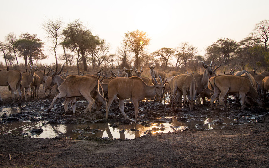 Африканские животные в естественной среде обитания на снимках с камер слежения