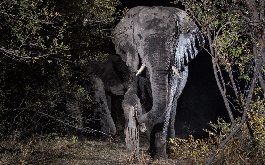 Африканские животные в естественной среде обитания на снимках с камер слежения