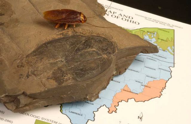 Современный таракан рядом с окаменелостью своего древнего родственника