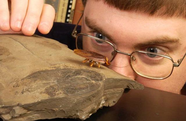 Современный таракан рядом с окаменелостью своего древнего родственника