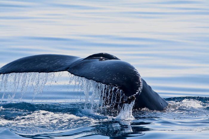 Величественные и великолепные киты на фотографиях