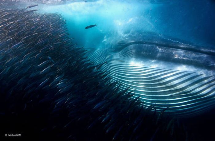 Величественные и великолепные киты на фотографиях