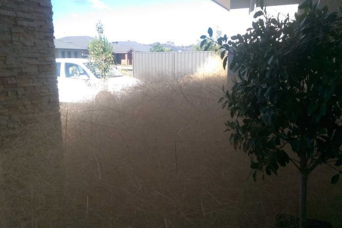 Австралийский город Вангаратта засыпает слоем сухой травы