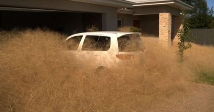 Австралийский город Вангаратта засыпает слоем сухой травы