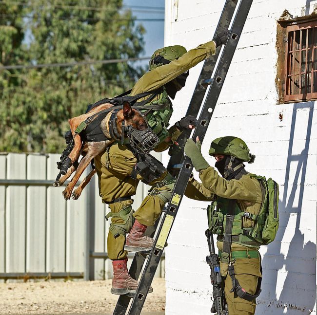 Как переносят тактических собак в израильской армии