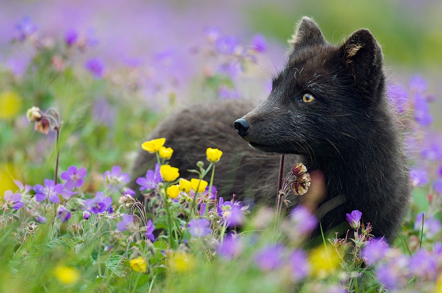 Красота чёрно-бурых лисиц