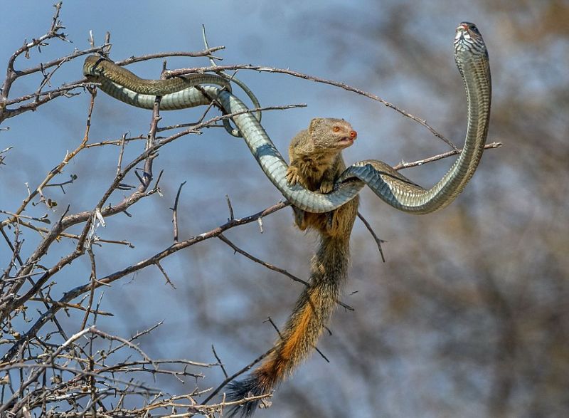 Ядовитая змея на обед у мангуста