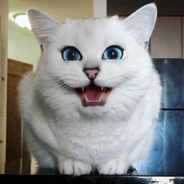 Белый кот Коби с очаровательными глазами