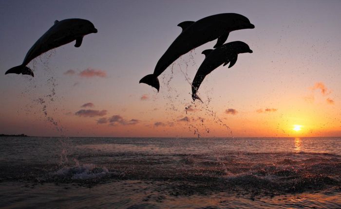 Шокирующая информация о дельфинах