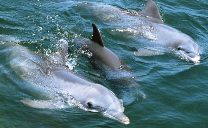 Шокирующая информация о дельфинах