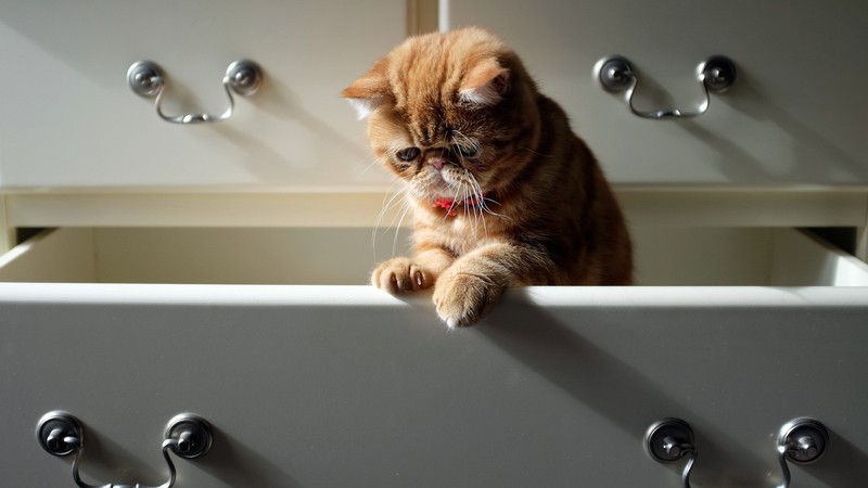 30 полезных способов использования котов в хозяйстве