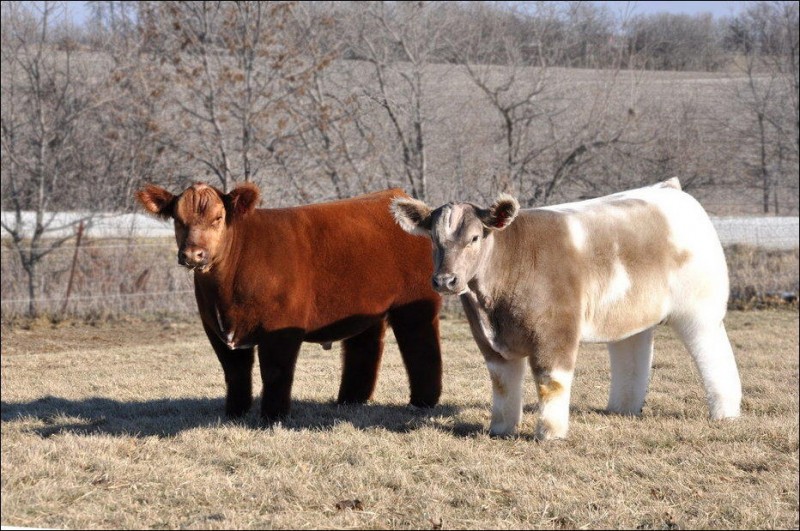 Пушистые коровы из Айовы