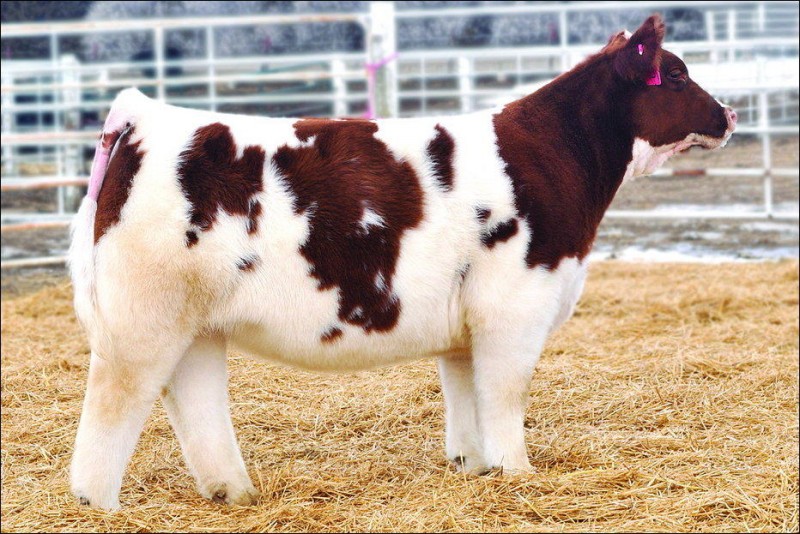 Пушистые коровы из Айовы