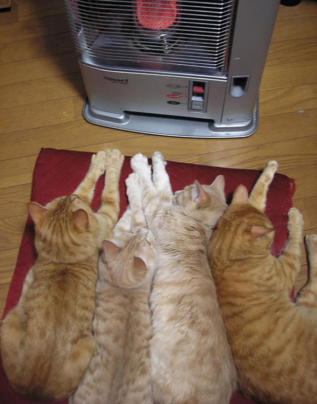 Животные, которые тоже хотят тепла