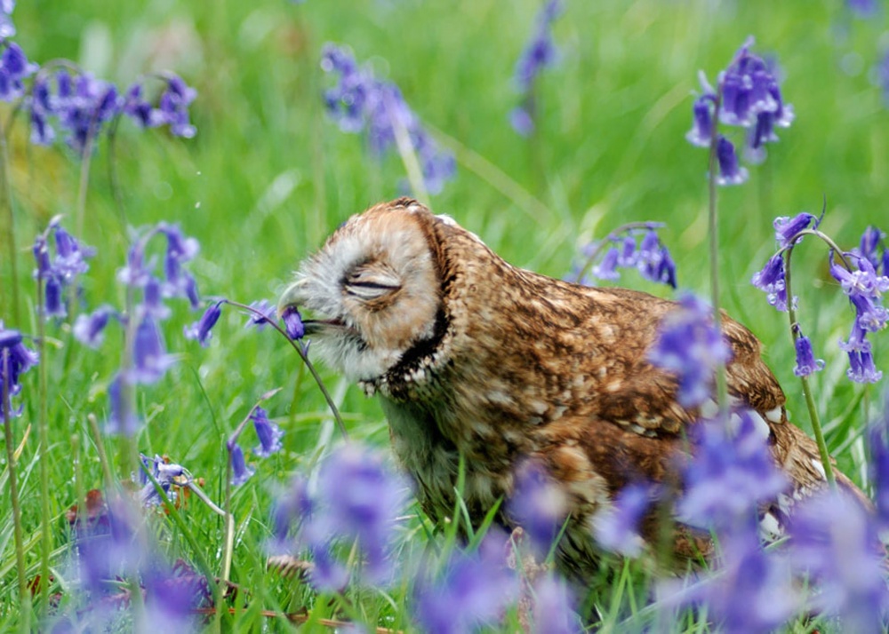 20 животных, которые соскучились по весне