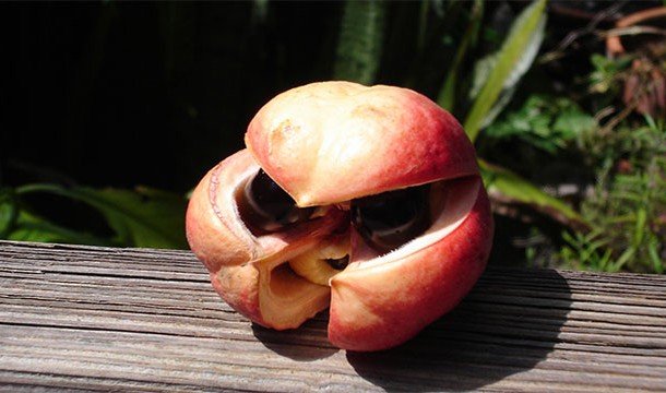 25 странных и необычных фруктов со всего мира