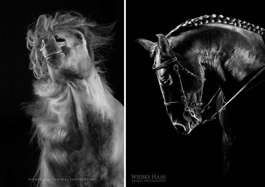 Потрясающие фотографии лошадей от Вибке Хаас
