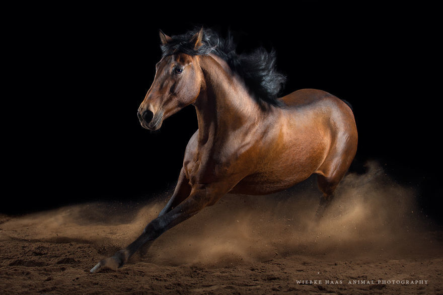Потрясающие фотографии лошадей от Вибке Хаас