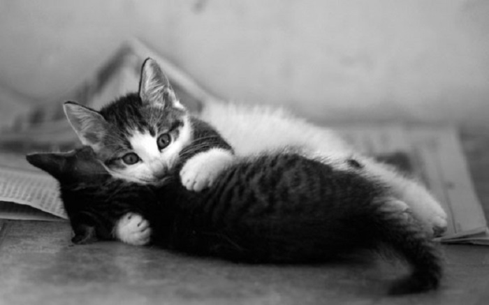 Влюблённые коты на милейших фотографиях