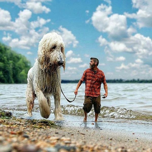 Приключения фотографа Кристофера Клайна и его собаки-великана