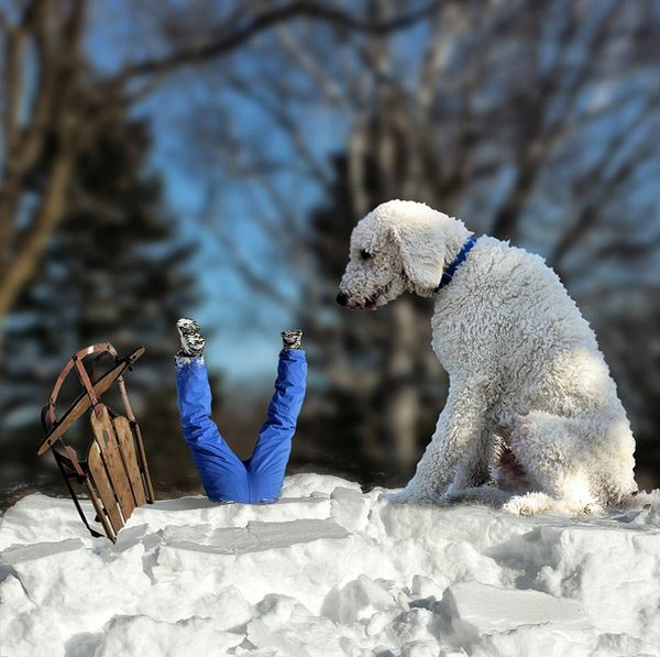 Приключения фотографа Кристофера Клайна и его собаки-великана