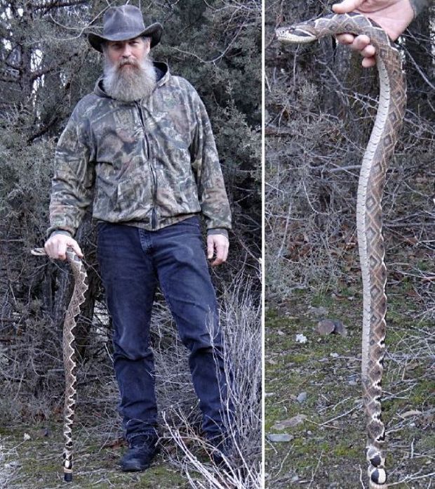 Невероятно реалистичные трости в виде змей