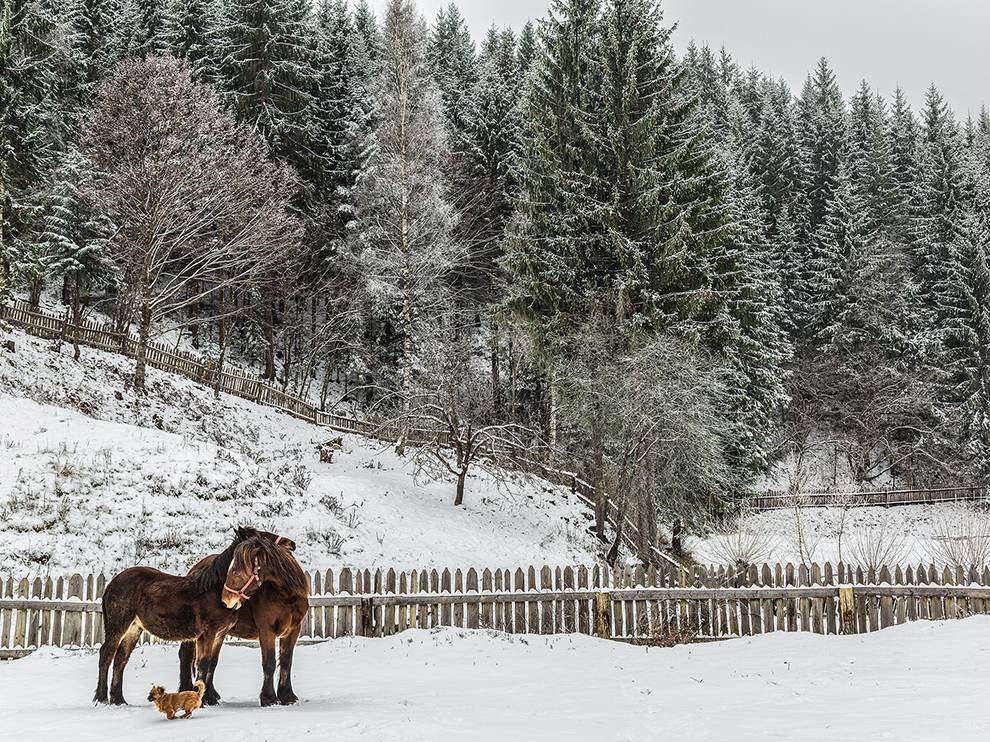 Лучшие фотографии, опубликованные журналом National Geographic в феврале 2016 года