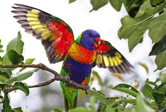 15 красочных и очаровательных животных