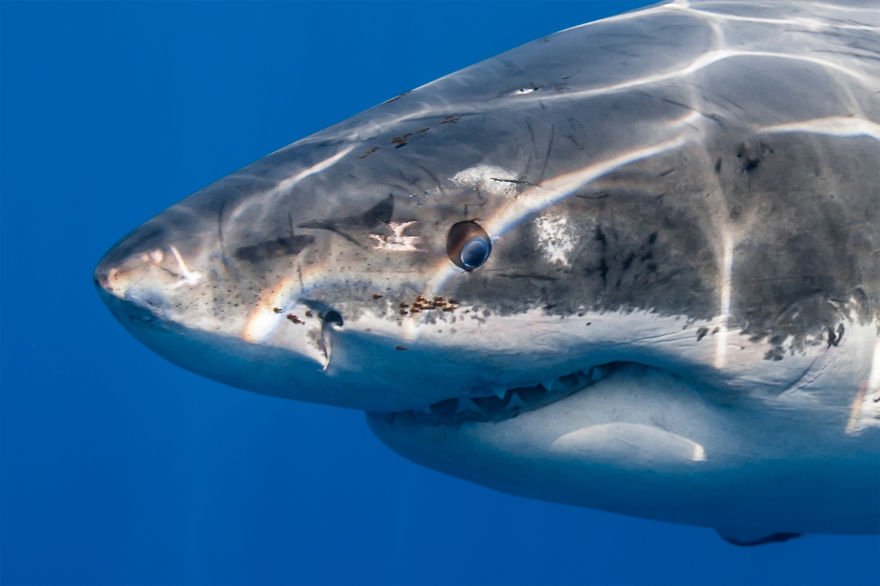 Фотограф Джордж Пробст и стереотипы о белых акулах