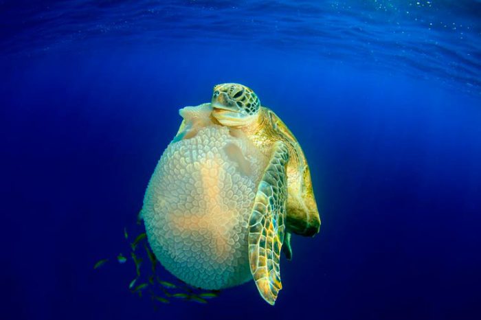 Лучшие снимки с международного конкурса подводной фотографии