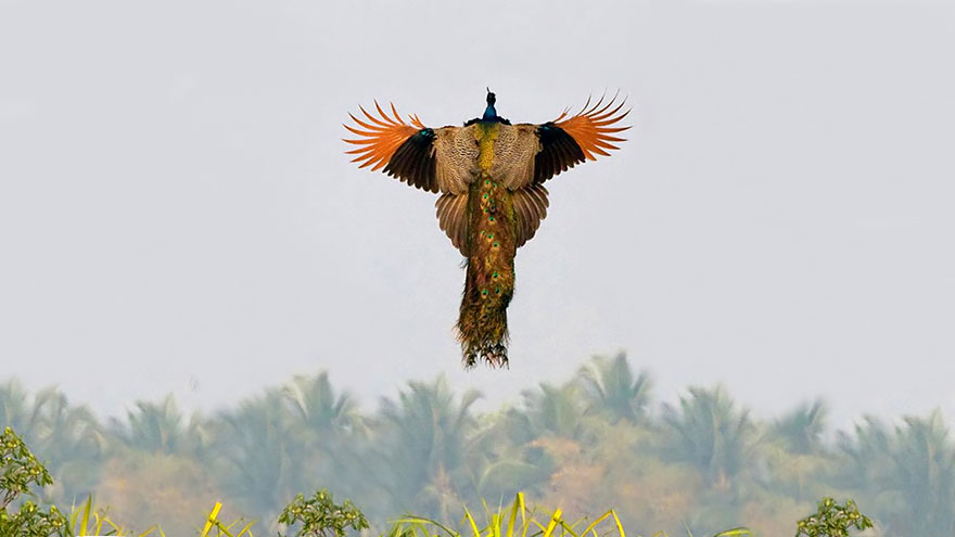 Как выглядит летающий павлин