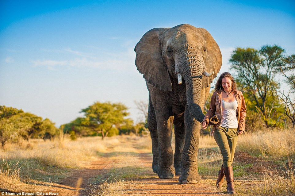An elephant can climb. Типпи Дегре. Африканские слоны и человек. Слон рядря с человеком. Фотосессия со слонами.