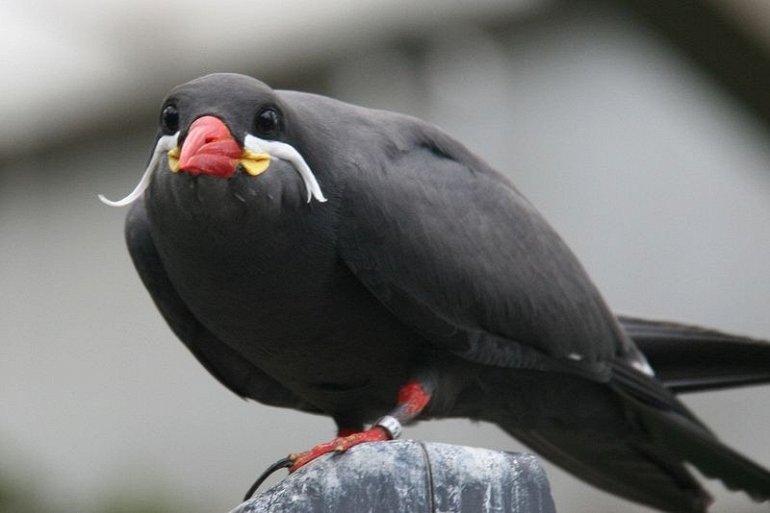 Крачка инки: птица с великолепными усами