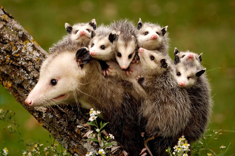Милые мамы среди животных со своими детёнышами
