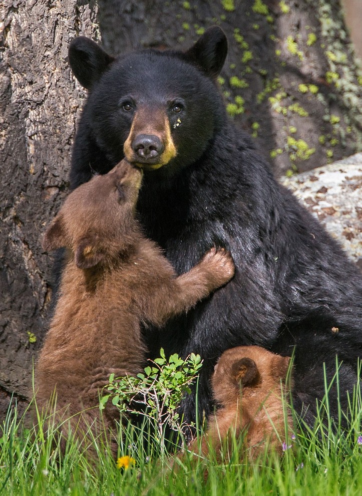 Милые мамы среди животных со своими детёнышами