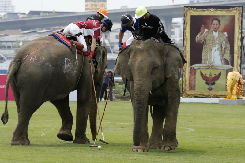 Поло на слонах в Таиланде