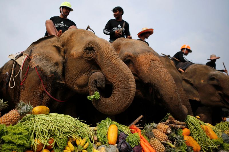Поло на слонах в Таиланде