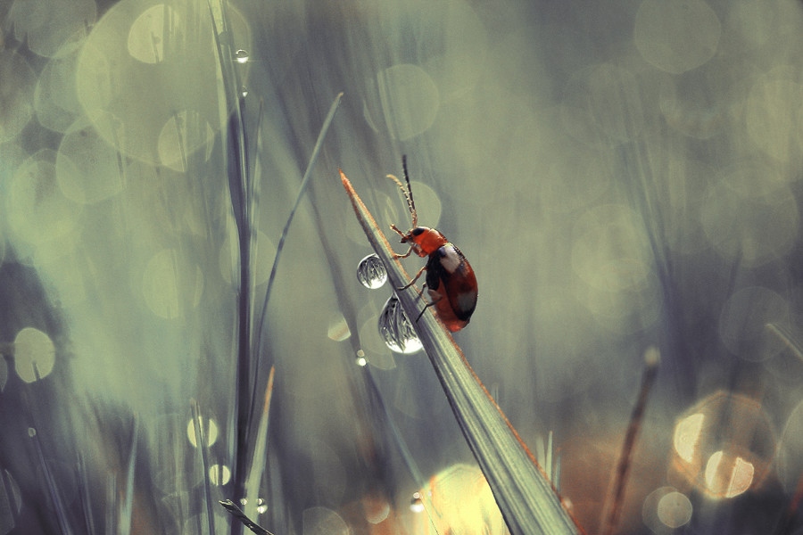 Макро фотографии насекомых от Динса Сильвера