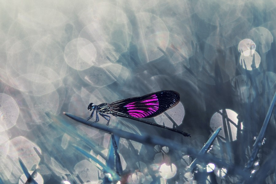 Макро фотографии насекомых от Динса Сильвера